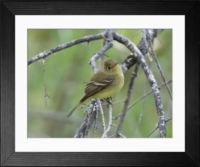 Framed Print : Western or Pacific Slope Flycatcher Framed Print : Western or Pacific Slope Flycatcher