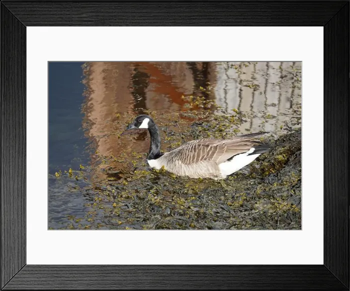 Framed Print : A canada goose heading to the water at Oere marina Framed Print : A canada goose heading to the water at Oere marina