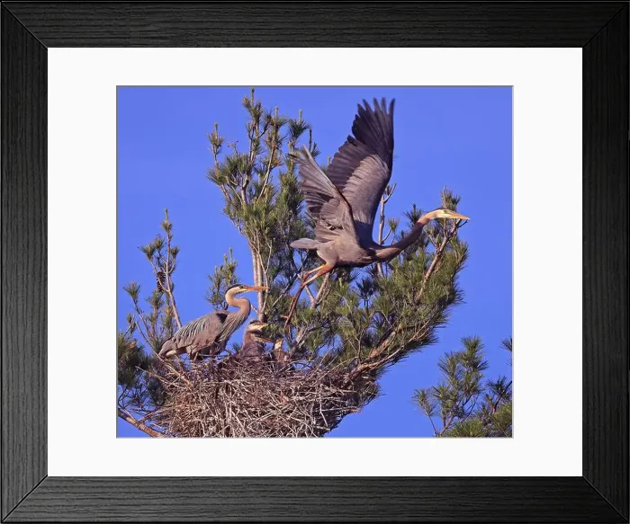 Framed Print : Great Blue Heron family. The male is taking off from the nest Framed Print : Great Blue Heron family. The male is taking off from the nest