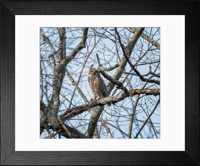 Framed Print : Adult great horned owl sittting on tree branch on spring day Framed Print : Adult great horned owl sittting on tree branch on spring day