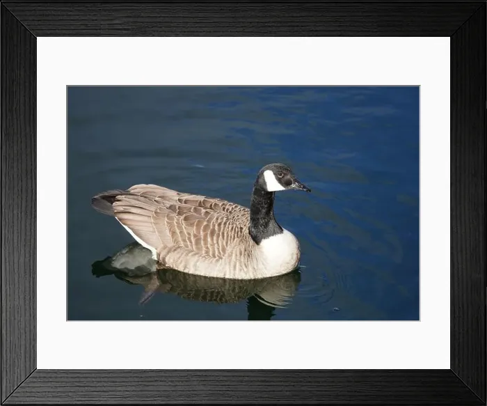 Framed Print : A Canada goose taking a swim in the water of Oere marina Framed Print : A Canada goose taking a swim in the water of Oere marina