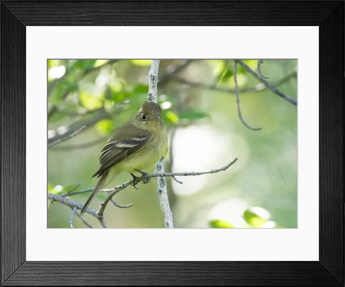 Framed Print : Western or Pacific Slope Flycatcher Framed Print : Western or Pacific Slope Flycatcher