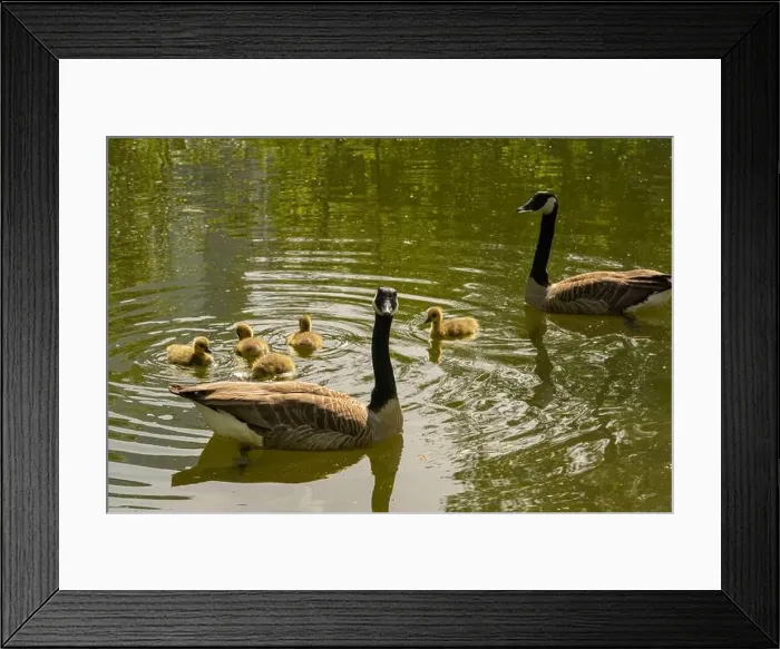 Framed Print : geese with goslings Canada goose swimming on lake Framed Print : geese with goslings Canada goose swimming on lake