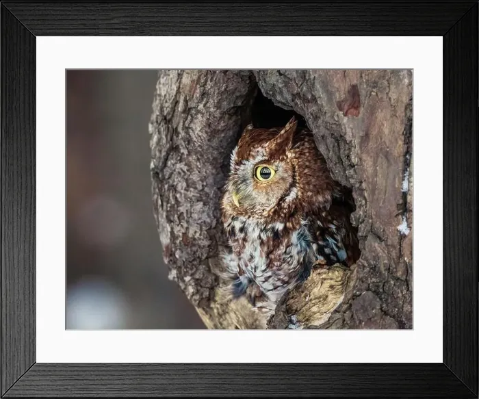 Framed Print : Western Screech Owl looking out of a tree hole Framed Print : Western Screech Owl looking out of a tree hole