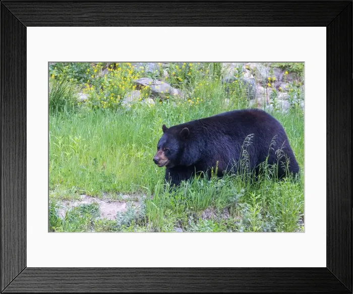 Framed Print : Huge male American black bear (Ursus americanus) in summer Framed Print : Huge male American black bear (Ursus americanus) in summer