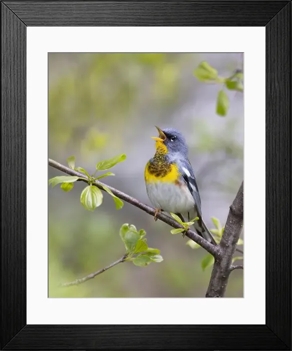 Framed Print : Northern Parula warbler perched on branch singing in spring in Ottawa, Canada Framed Print : Northern Parula warbler perched on branch singing in spring in Ottawa, Canada