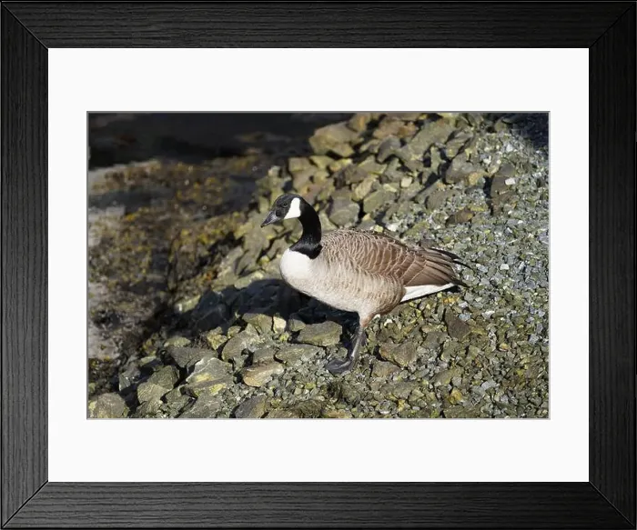 Framed Print : A canada goose heading to the water at Oere marina