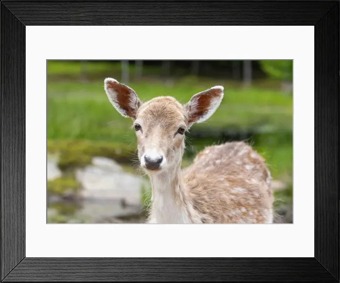 Framed Print : European fallow deer (Dama dama) Framed Print : European fallow deer (Dama dama)