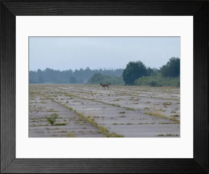 Framed Print : whitetail deer walking across old airport runway Framed Print : whitetail deer walking across old airport runway