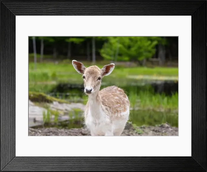 Framed Print : European fallow deer (Dama dama) Framed Print : European fallow deer (Dama dama)