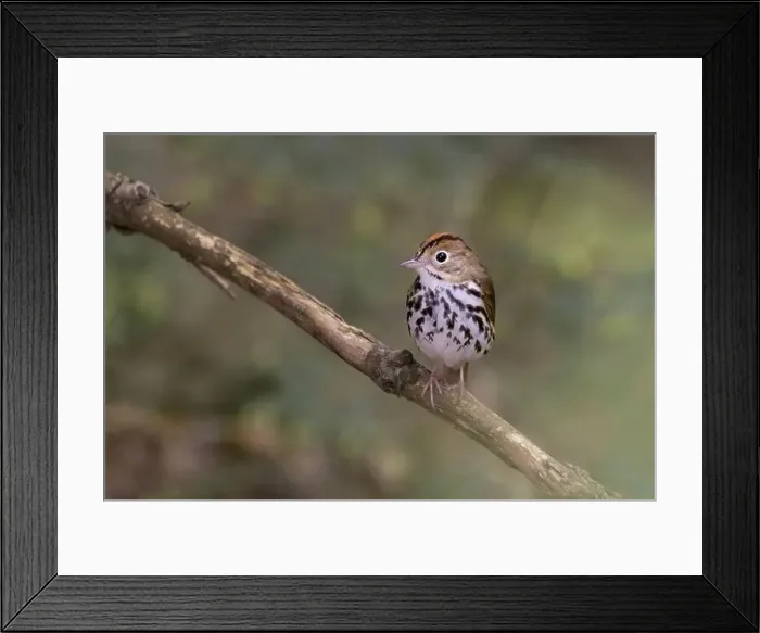 Framed Print : Male ovenbird (Seiurus aurocapilla) singing Framed Print : Male ovenbird (Seiurus aurocapilla) singing