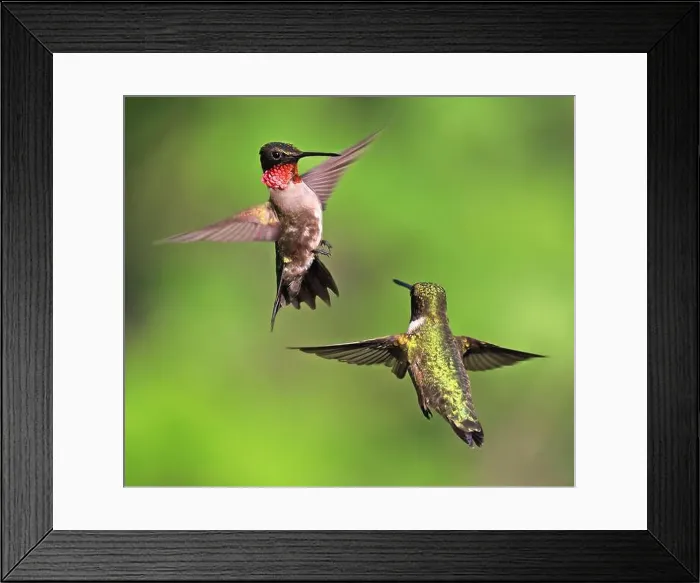 Framed Print : Ruby throated Hummingbird couple flying on a green background Framed Print : Ruby throated Hummingbird couple flying on a green background