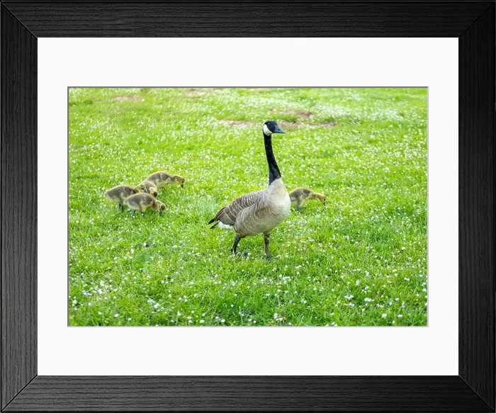 Framed Print : Goslings Canada goose, Brant canadian on green meadow with parents in woodland area