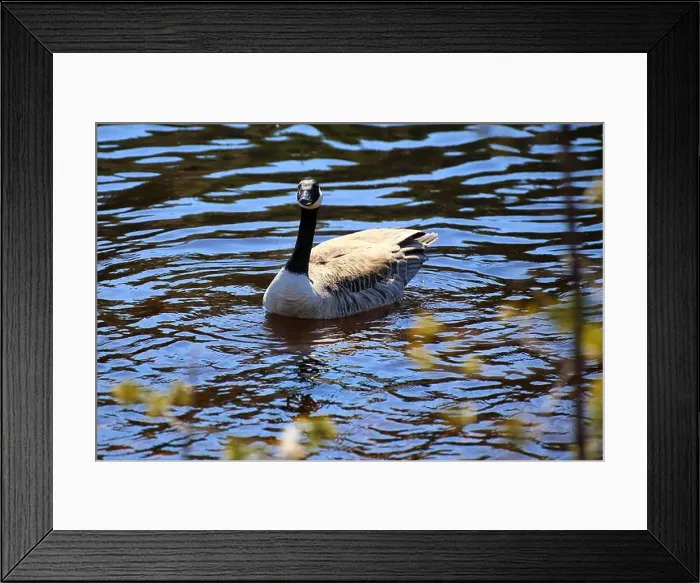 Framed Print : Canada goose (Branta canadensis) swimming on the water, staring angrily