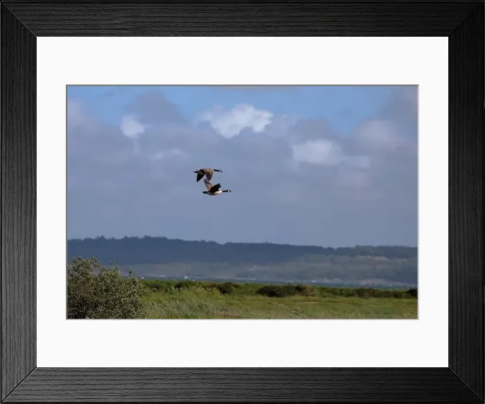 Framed Print : Two Canada geese (Branta canadensis) Framed Print : Two Canada geese (Branta canadensis)