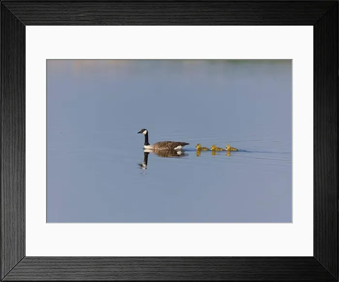 Framed Print : Canada goose Branta canadensis, adult and 3 goslings swimming, Minsmere RSPB reserve, Suffolk, England, May Framed Print : Canada goose Branta canadensis, adult and 3 goslings swimming, Minsmere RSPB reserve, Suffolk, England, May