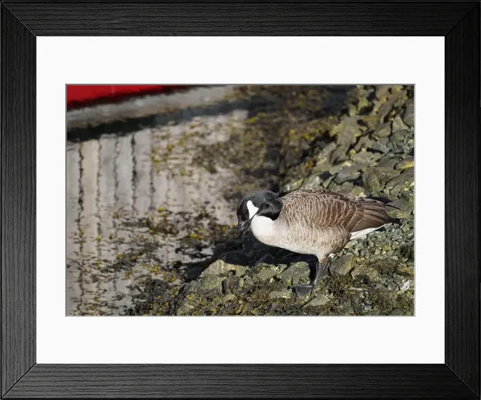 Framed Print : A Canada goose gazes at the water, its beak resting on the edge Framed Print : A Canada goose gazes at the water, its beak resting on the edge
