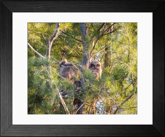 Framed Print : Three baby great horned owlets in a nest in pine tree on spring day Framed Print : Three baby great horned owlets in a nest in pine tree on spring day