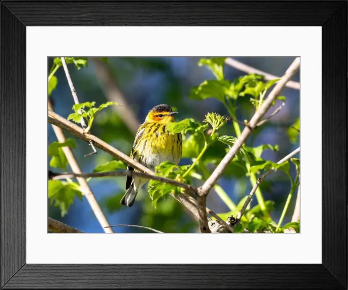 Framed Print : Closeup of a male Cape May Warbler perching in a leafy shrub during spring migration in Ontario Framed Print : Closeup of a male Cape May Warbler perching in a leafy shrub during spring migration in Ontario
