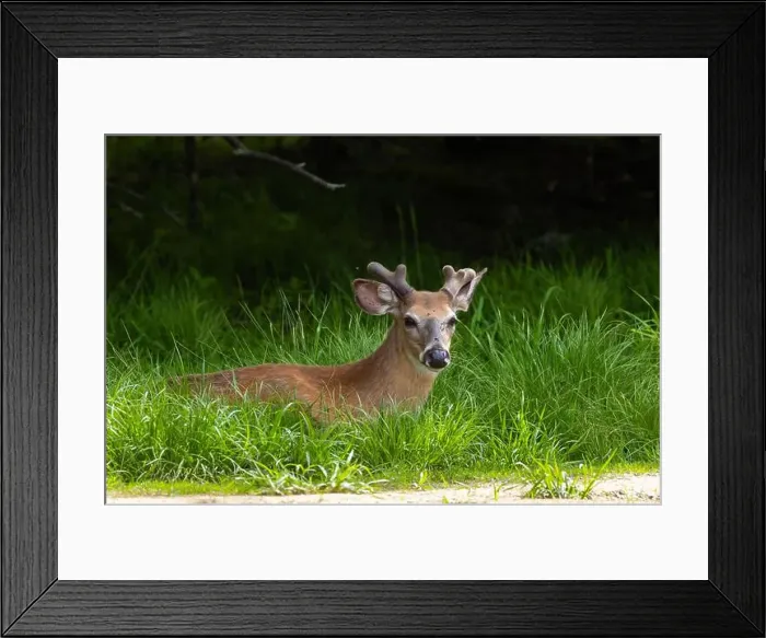 Framed Print : Male white-tailed deer (Odocoileus virginianus) in spring Framed Print : Male white-tailed deer (Odocoileus virginianus) in spring