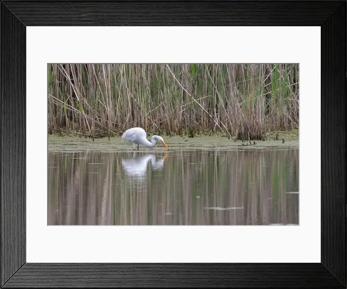 Framed Print : White Egret wading in calm marsh habitat in spring in Ontario Framed Print : White Egret wading in calm marsh habitat in spring in Ontario