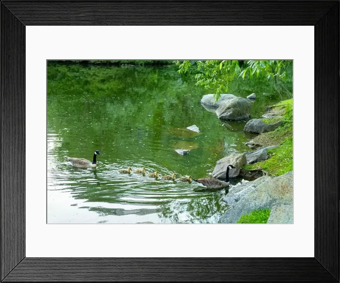 Framed Print : geese with goslings Canada goose swimming on lake Framed Print : geese with goslings Canada goose swimming on lake