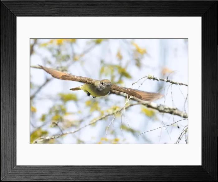 Framed Print : great crested flycatcher in flight Framed Print : great crested flycatcher in flight