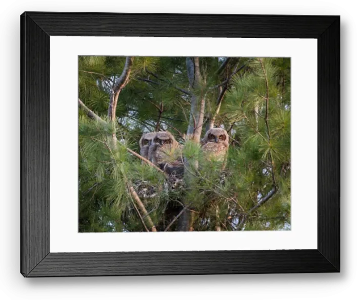 Framed Print : Three baby great horned owlets in a nest in pine tree on spring day Framed Print : Three baby great horned owlets in a nest in pine tree on spring day