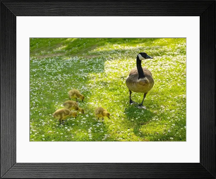 Framed Print : Goslings Canada goose, Brant canadian on green meadow with parents in woodland area