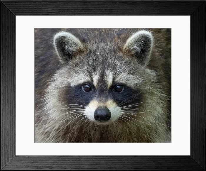 Framed Print : Raccoon closeup walking along a path in the woods in springtime in Canada Framed Print : Raccoon closeup walking along a path in the woods in springtime in Canada