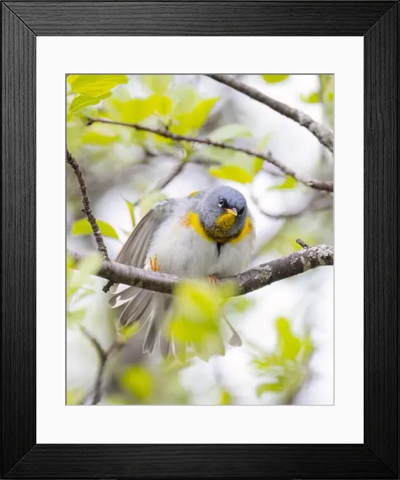 Framed Print : Northern Parula warbler perched on branch searching for insects in spring in Ottawa, Canada Framed Print : Northern Parula warbler perched on branch searching for insects in spring in Ottawa, Canada