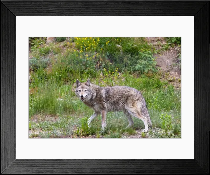 Framed Print : Male coyote (Canis latrans) in summer Framed Print : Male coyote (Canis latrans) in summer