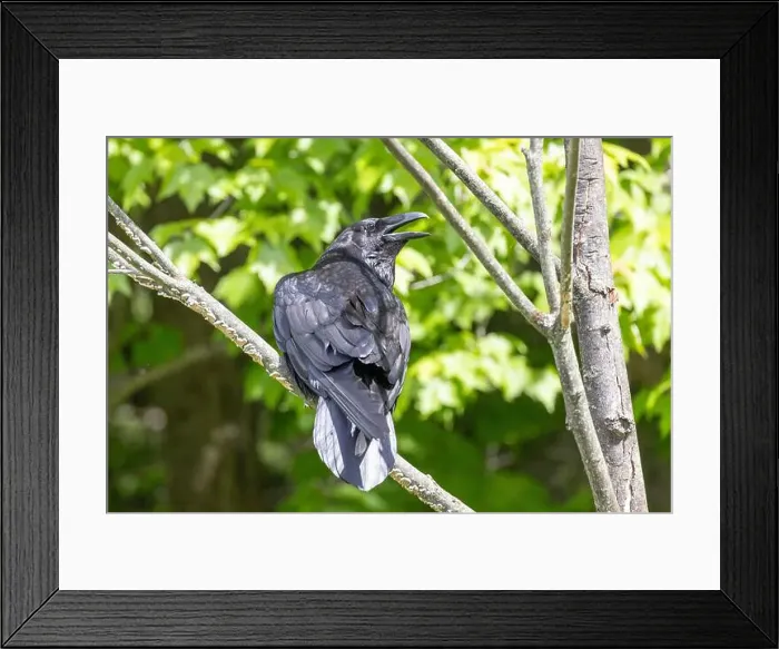 Framed Print : common raven (Corvus corax) Framed Print : common raven (Corvus corax)