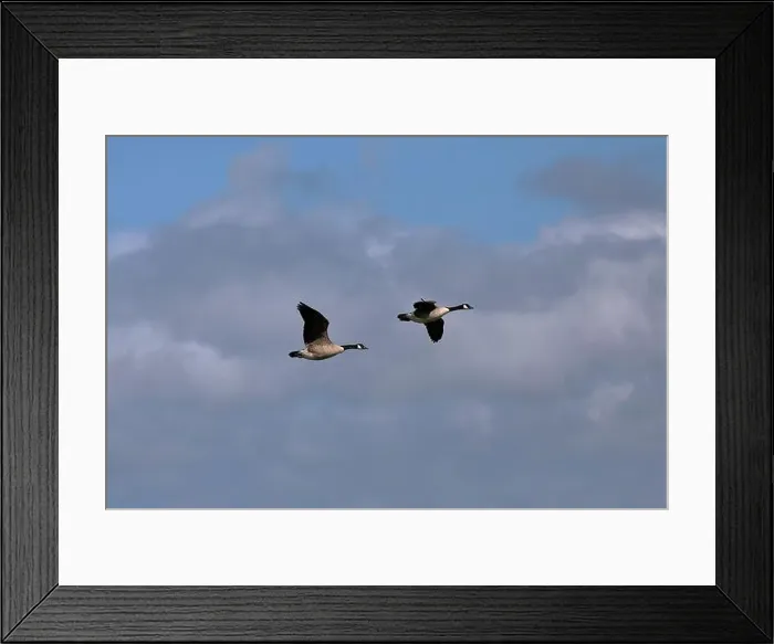 Framed Print : Two Canada geese (Branta canadensis) flying close together from left to right in a cloudy sky Framed Print : Two Canada geese (Branta canadensis) flying close together from left to right in a cloudy sky