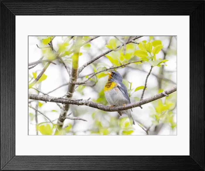 Framed Print : Northern Parula warbler perched on branch singing in spring in Ottawa, Canada Framed Print : Northern Parula warbler perched on branch singing in spring in Ottawa, Canada