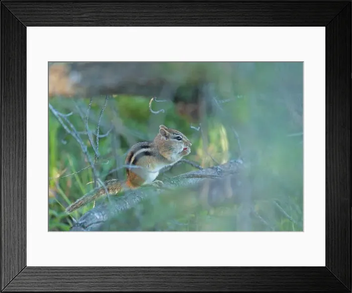 Framed Print : a squirrel perched on a tree limb Framed Print : a squirrel perched on a tree limb