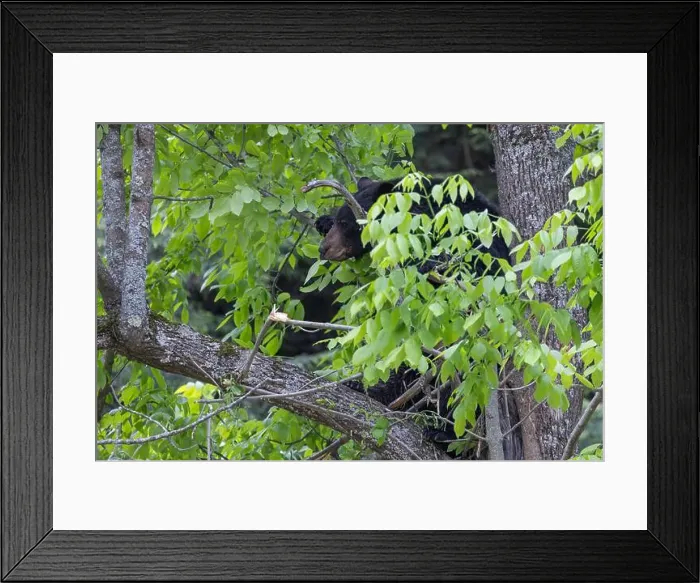 Framed Print : Huge male American black bear (Ursus americanus) in summer Framed Print : Huge male American black bear (Ursus americanus) in summer