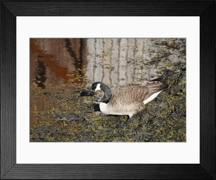 Framed Print : A canada goose heading to the water at Oere marina Framed Print : A canada goose heading to the water at Oere marina