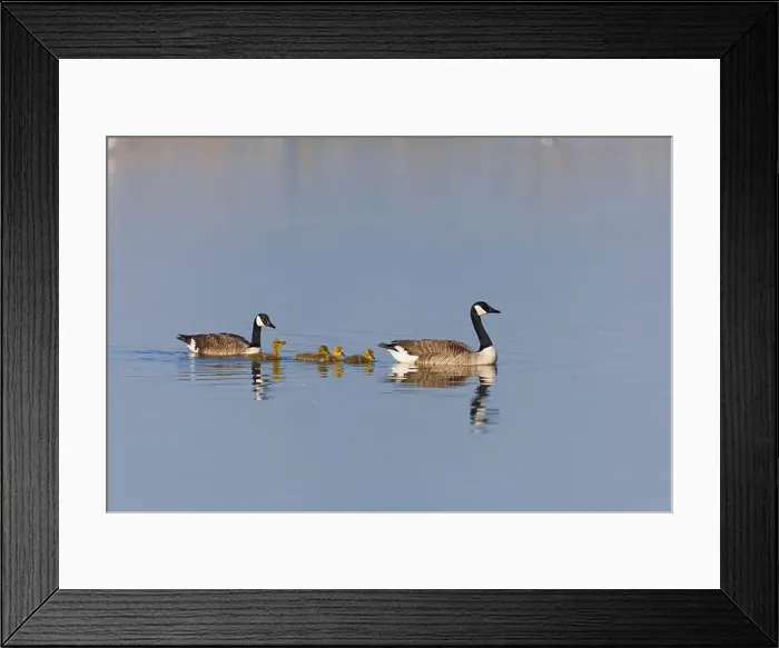 Framed Print : Canada goose Branta canadensis, 2 adults and 4 goslings swimming, Minsmere RSPB reserve, Suffolk, England, May Framed Print : Canada goose Branta canadensis, 2 adults and 4 goslings swimming, Minsmere RSPB reserve, Suffolk, England, May