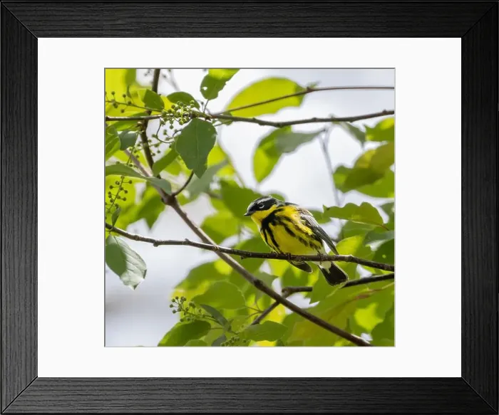 Framed Print : Male Magnolia Warbler in a green leafy habitat in spring in Ontario Framed Print : Male Magnolia Warbler in a green leafy habitat in spring in Ontario