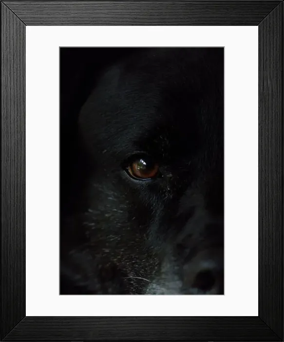 Framed Print : close up of dogs eye Framed Print : close up of dogs eye