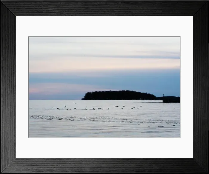 Framed Print : A flock of bird feed in the water on lake Simcoe during a spring sunset Framed Print : A flock of bird feed in the water on lake Simcoe during a spring sunset