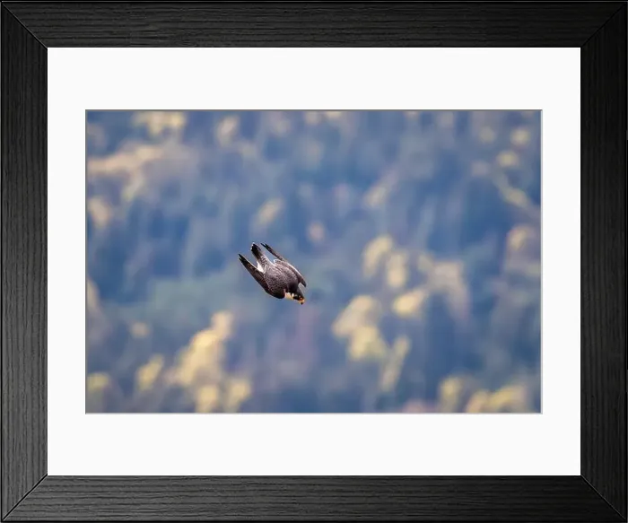 Framed Print : A peregrine falcon in mid-air dive at Mount Maxwell, Salt Spring Island, BC Canada Framed Print : A peregrine falcon in mid-air dive at Mount Maxwell, Salt Spring Island, BC Canada