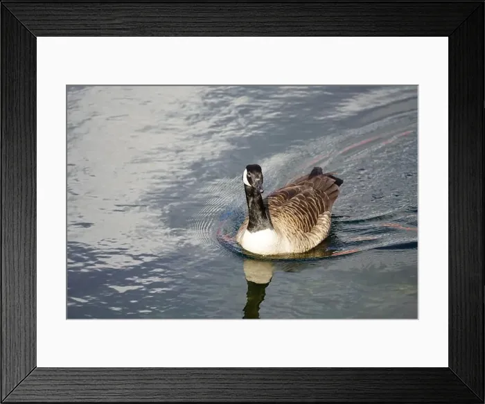 Framed Print : A Canada goose taking a swim in the water of Oere marina Framed Print : A Canada goose taking a swim in the water of Oere marina