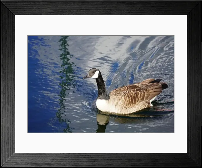 Framed Print : A Canada goose taking a swim in the water of Oere marina Framed Print : A Canada goose taking a swim in the water of Oere marina