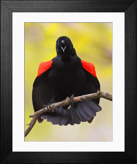 Framed Print : Red-winged Blackbird perched on a branch with yellow backgroun