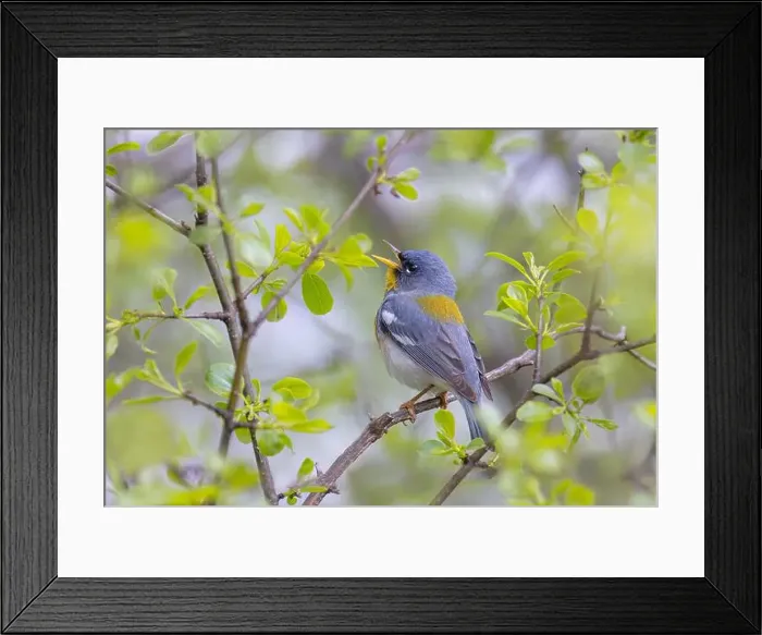 Framed Print : Northern Parula warbler perched on branch singing in spring in Ottawa, Canada Framed Print : Northern Parula warbler perched on branch singing in spring in Ottawa, Canada