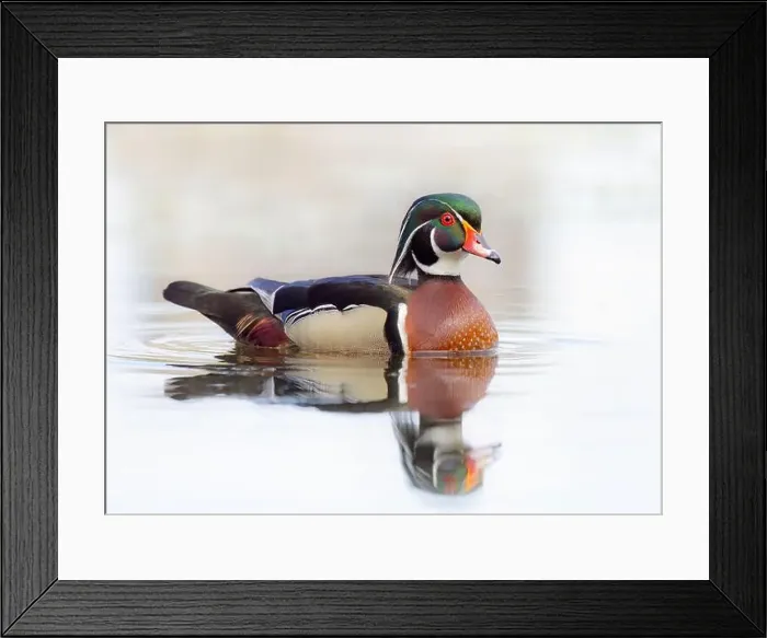 Framed Print : Closeup of a Wood duck male reflection swimming on Mud lake in Ottawa, Canada Framed Print : Closeup of a Wood duck male reflection swimming on Mud lake in Ottawa, Canada