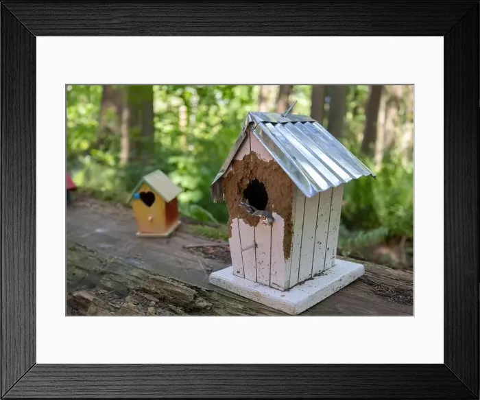 Framed Print : Collection of birdhouses made by children and placed on fallen trees in the forest Framed Print : Collection of birdhouses made by children and placed on fallen trees in the forest