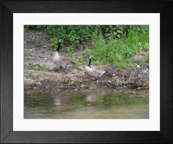 Framed Print : Pair of Canada geese grazing on the banks of a river (Main near Würzburg) Framed Print : Pair of Canada geese grazing on the banks of a river (Main near Würzburg)